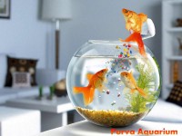 Purva Aquarium & Pets